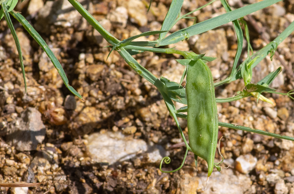Lathyrus cicera L. ou Gesse garosse ou encore Gesse chiche. Les gousses mesurent 3-4 cm sur 8-10 mm, oblongues-comprimées, glabres, largement canaliculées et à 2 rebords courts et non ailés sur le dos 