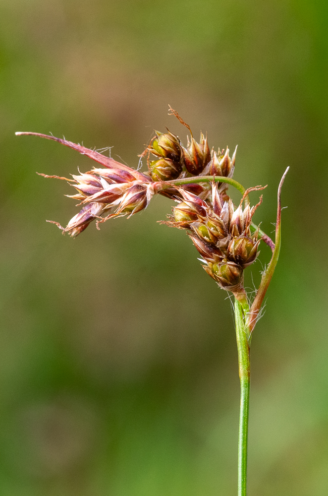 Luzula campestris (L.) DC. ou Luzule champêtre. inflorescence en ombelle assez dense, fleurs brunâtres, en épis ovoïdes multiflores serrés, à la fin penchés, agglomérés, capsule ovoïde-mucronulée, un peu plus courte que le périanthe.