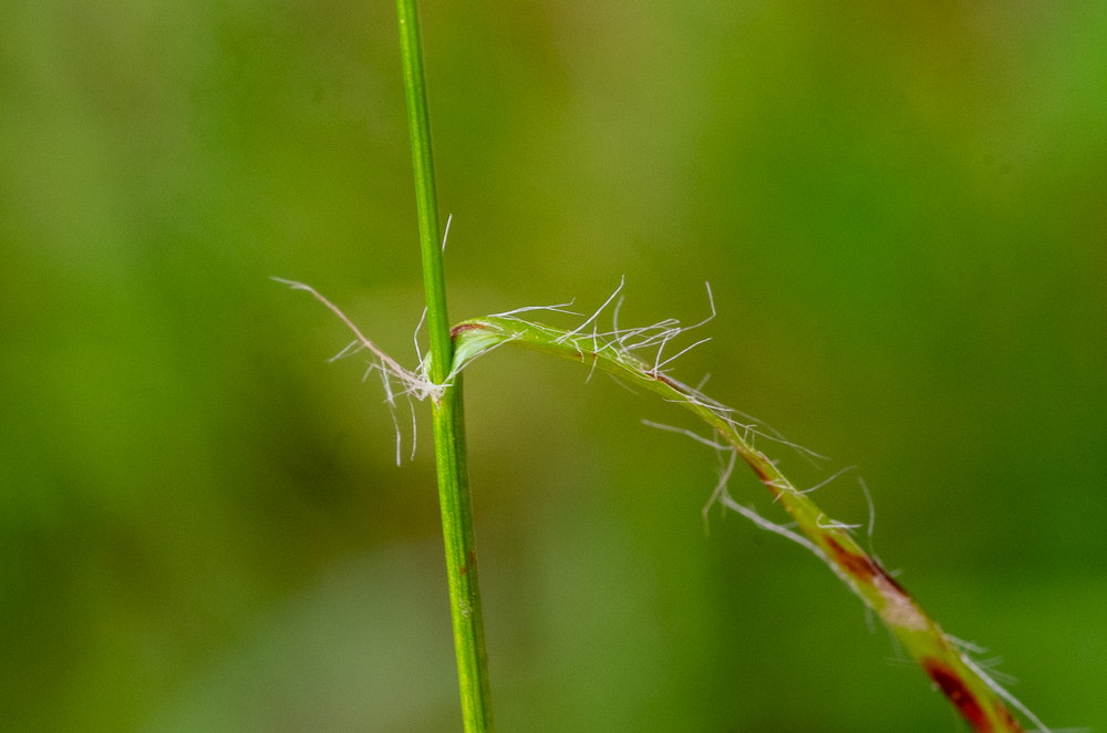 Luzula campestris (L.) DC. ou Luzule champêtre. Ses feuilles sont linéaires-étroites (2-3 mm).