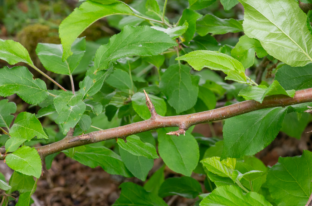 Malus sylvestris Mill. ou Pommier sauvage. Ses feuilles sont d'un vert vif sur les deux faces, lisses à leur face supérieure, glabres à leur face inférieure. Porte des rameaux très courts, épineux.