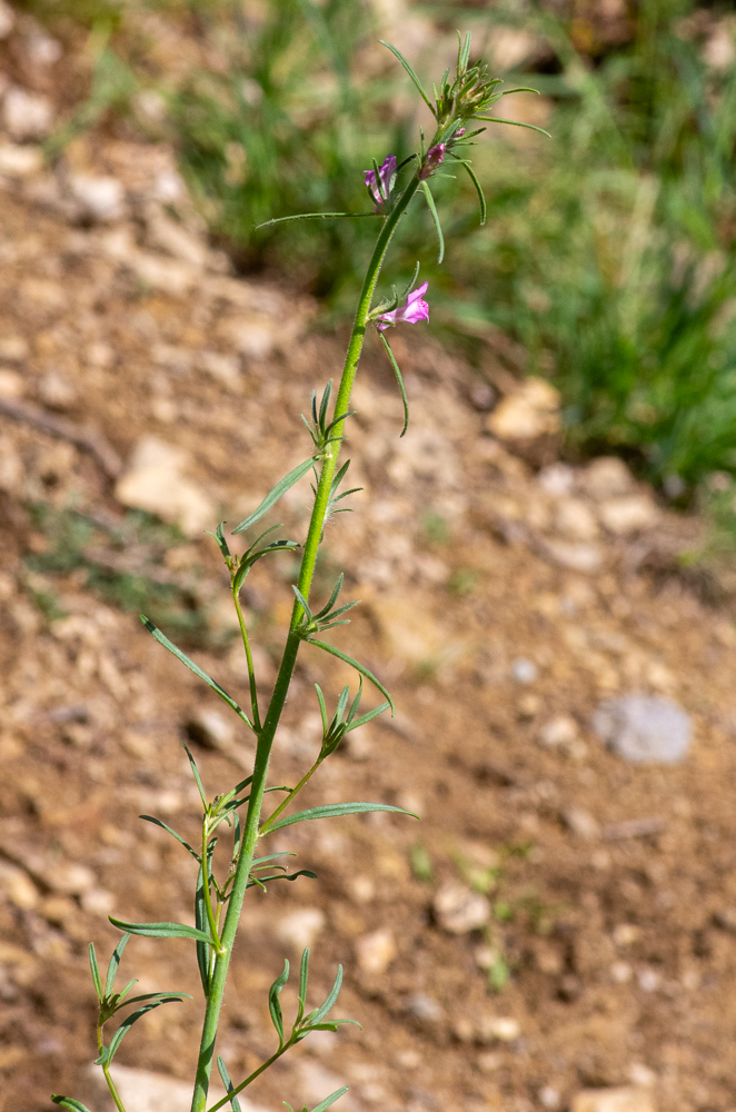 Misopates orontium (L.) Raf. ou Muflier des champs. Plante annuelle de 20-50 cm, plus ou moins velue, à racine grêle, tige dressée, simple ou rameuse, glanduleuse dans le haut, feuilles opposées ou alternes, glabres ou poilues, lancéolées ou linéaires, atténuées en court pétiole, entières, noircissant par la dessiccation. 
