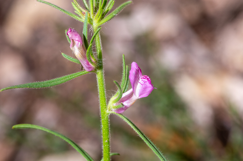 Misopates orontium (L.) Raf. ou Muflier des champs. Fleurs roses à palais jaunâtre, assez petites, axillaires, solitaires, subsessiles, isolées ou en grappe spiciforme interrompue et feuillée 