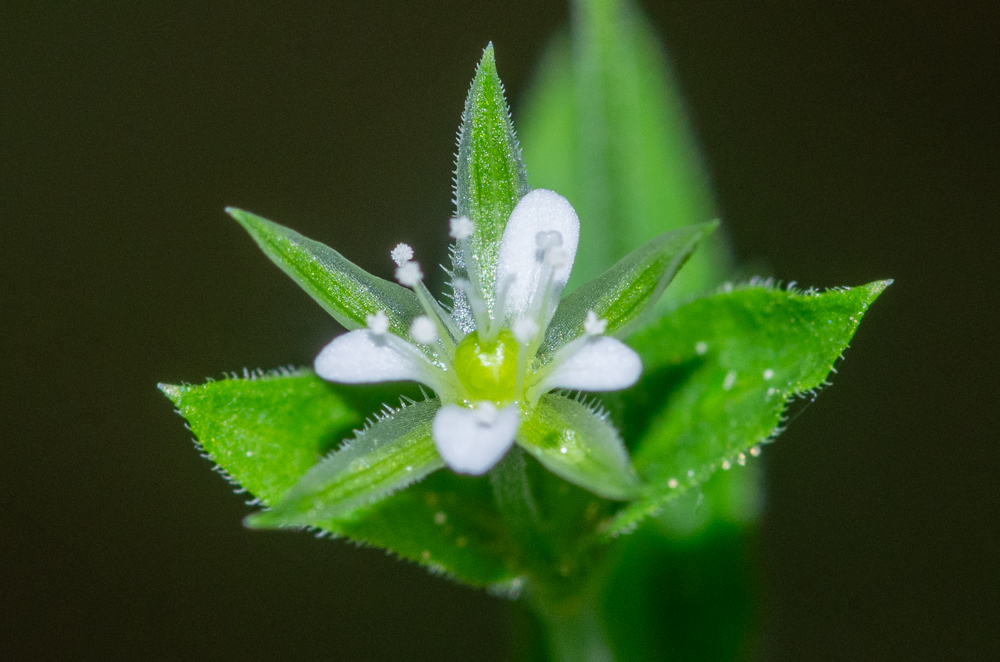 Moehringia trinervia (L.) Clairv. ou Sabline à trois nervures. Ses fleurs portent des sépales lancéolés-acuminés, à 3 nervures, les pétales sont beaucoup plus courts que les sépales, les étamines sont au nombre de 10 et sa capsule est ovale.