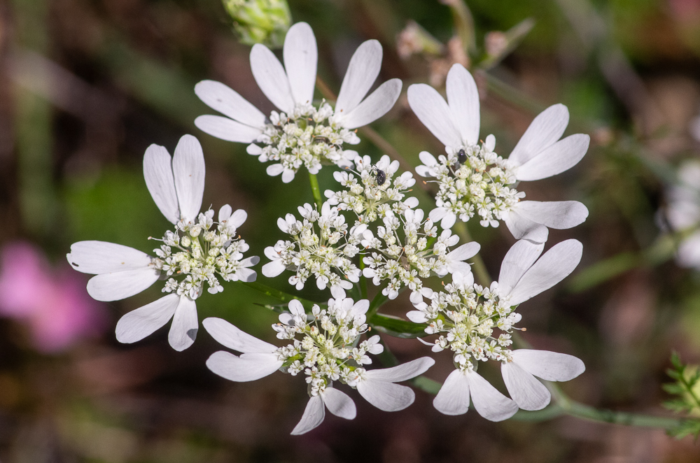Orlaya grandiflora (L.) Hoffm. ou Caucalis à grandes fleurs. Ses fleurs blanches très caractéristiques par celles de la circonférence à pétales 7-8 fois plus grands. Ombelles à 5-8 rayons presque égaux. Champs calcaires et argileux, çà et là dans presque toute la France