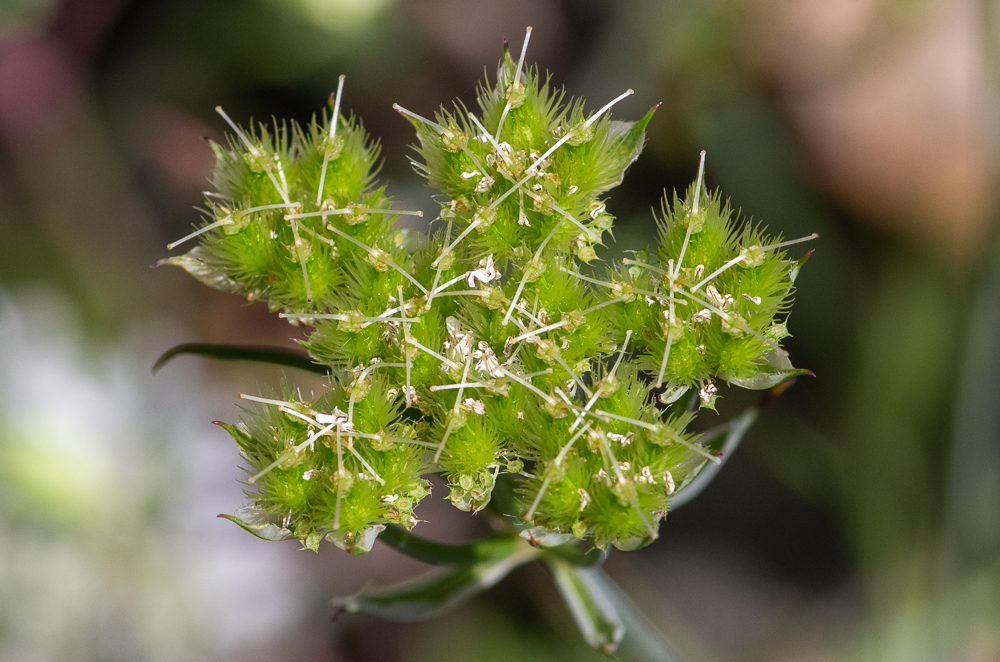 Orlaya grandiflora (L.) Hoffm. ou Caucalis à grandes fleurs. Styles bien plus longs que le stylopode discoïde