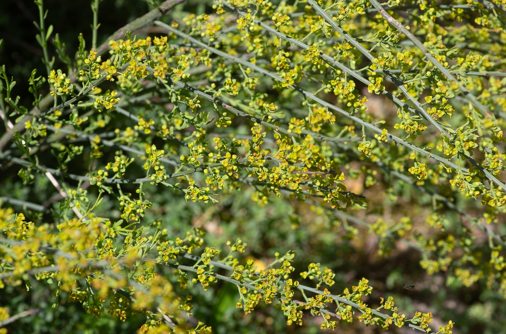 Osyris alba L. ou Osyris blanc ou encore Rouvet blanc. Sous-arbrisseau de 40 cm à 1 mètre, glabre et vert, très rameux, à rameaux dressés, effilés, grêles, anguleux, feuilles persistantes, coriaces, linéaires-lancéolées, aiguës, uninervées.