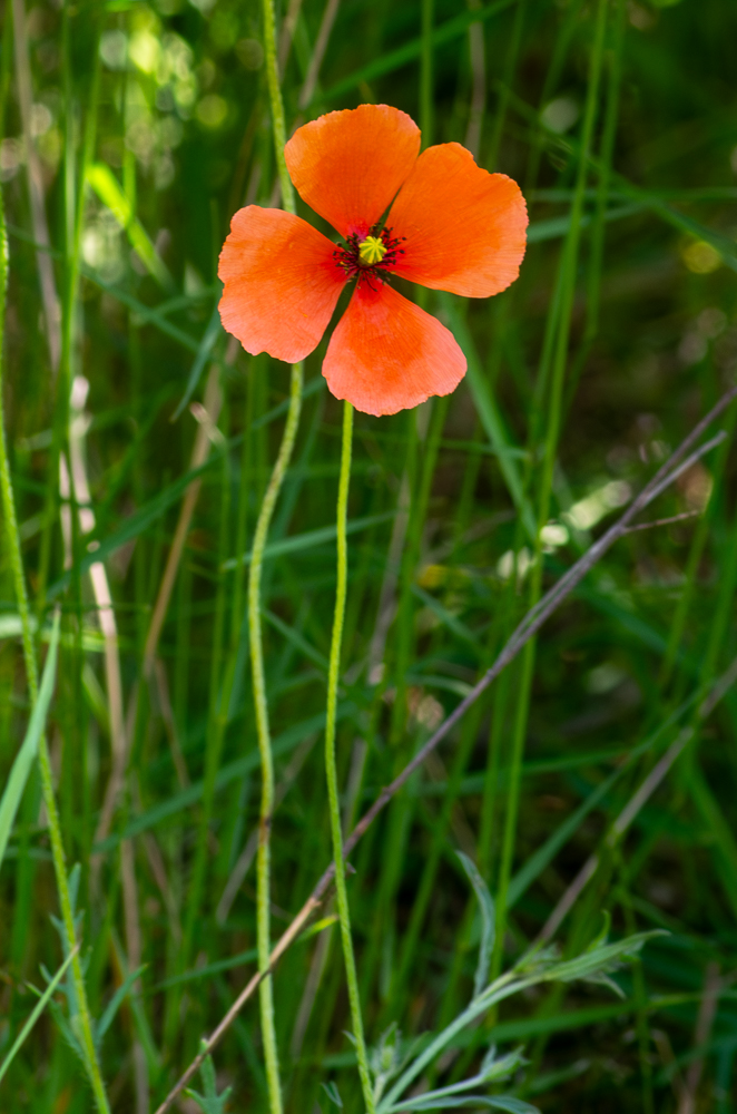 Papaver dubium L. ou Pavot douteux ou encore Coquelicot douteux. Pédoncules très longs, à poils appliqués, fleurs d'un rouge vif, assez grandes, filets des étamines filiformes, anthères violacées.  Lieux incultes et cultivés, moissons, dans toute la France.