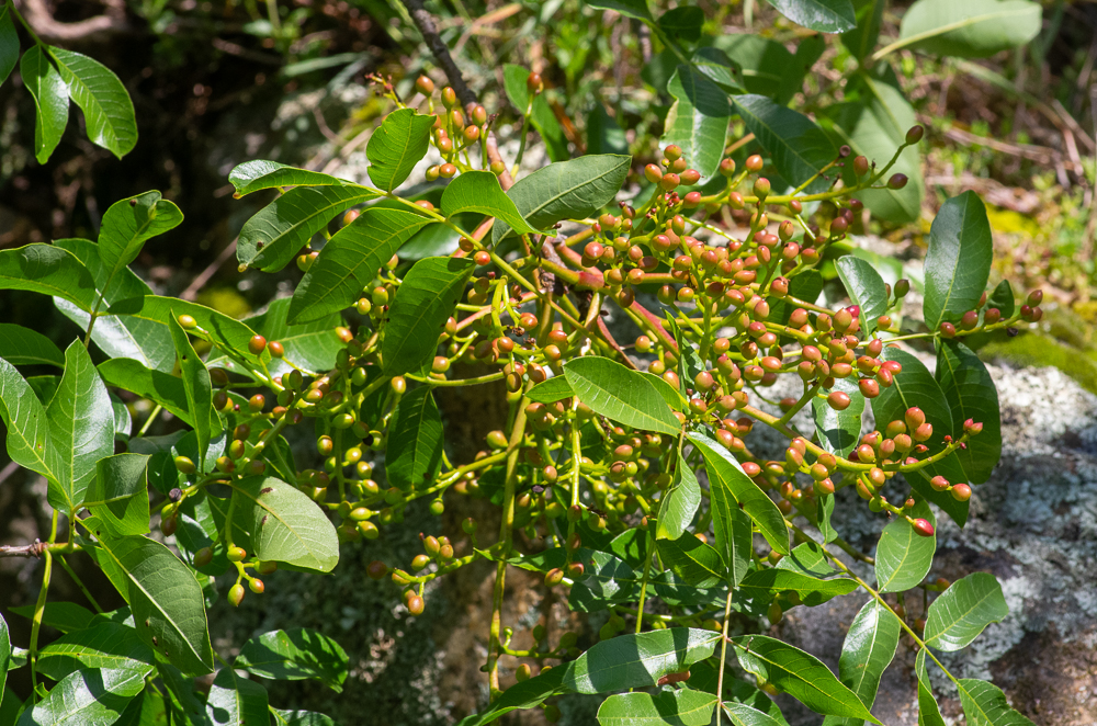 Pistacia terebinthus L. ou Pistachier térébinthe. Arbrisseau de 2 à 3 mètres, à odeur résineuse très prononcée. Feuilles caduques, imparipennées, à 5-14 folioles grandes, ovales ou elliptiques-lancéolées, obtuses, mucronulées, un peu coriaces, luisantes en dessus, mates et pâles en dessous, pétiole non ailé. Fleurs en grappes composées, latérales, naissant sur les jeunes rameaux de l'année précédente, en dessous des feuilles et presque aussi longues qu'elles, pédicelles courts, fruit assez petit, subglobuleux, apiculé, rouge, puis brun à la maturité. Rochers et côteaux de tout le Midi, jusque dans la Savoie, l'Ain, la Loire, la Lozère, l'Aveyron, le Lot, la Dordogne et la Corrèze.