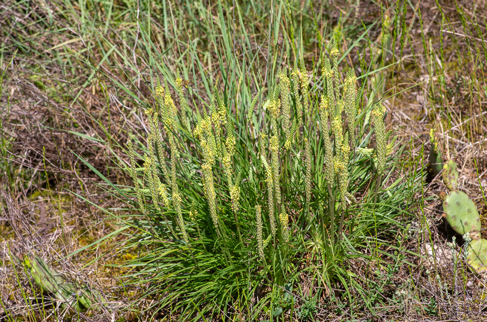 Plantago holosteum Scop. ou Plantain holostée ou encore Plantain à feuilles carénées. Se caractérise par des feuilles majoritairement <1,5 mm de large, souples, nettement carénées à la face inférieure. Pousse sur silice ou dalles granitiques ou schisteuses. Sud Bretagne, Centre, Sud-Ouest, Midi large jusqu'au Rhône.