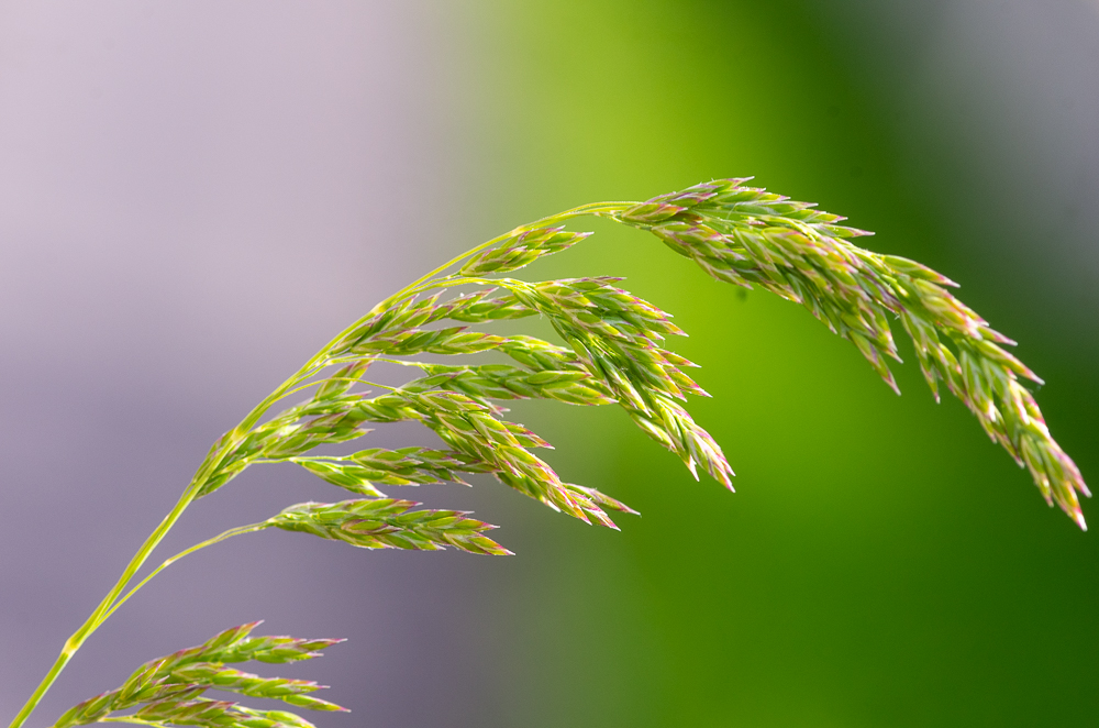 Poa pratensis L. ou Pâturin des prés. Panicule oblongue-pyramidale, étalée, à rameaux inférieurs réunis par 2-5 et nus à la base, épillets ovales, à 3-5 fleurs réunies à la base par des poils laineux. Se rencontre dans les prés et pâturages partout en France.