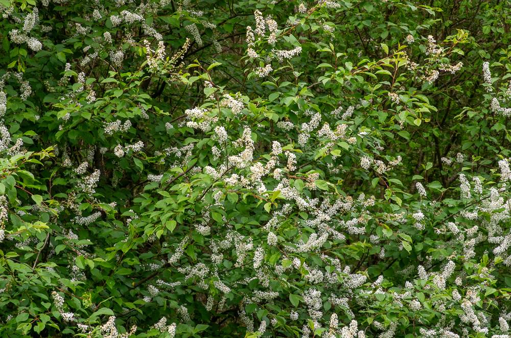 Prunus padus L. ou Cerisier à grappes. Arbuste de 2 à 6 mètres, à odeur désagréable ; feuilles assez grandes, obovales, acuminées, finement dentées, étalées, non glanduleuses, d'un vert sombre, molles, glabres ou un peu pubescentes en dessous, fleurs blanches, se développant après les feuilles, en longues grappes pendantes, cylindriques, feuillées à la base ; calice à lobes ciliés-glanduleux ; drupe globuleuse, du volume d'un pois, à la fin noire, à saveur acerbe.