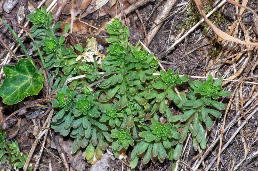 Sedum cepaea L. ou Sédum pourpier ou paniculé. Se caractérise par une tige faible, couchée à la base, puis redressée, ses feuilles sont le plus souvent verticillées ou opposées, planes, obovales ou oblongues-spatulées, très entières, atténuées en pétiole et ses fleurs sont blanches ou rosées, pédicellées, en petites grappes étalées formant une longue panicule. 