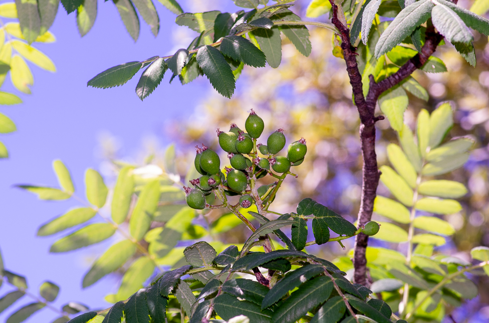 Sorbus domestica L. ou Sorbier ou encore Cormier. Le cormier ressemble beaucoup au Sorbier des Oiseleurs. Ses feuilles sont dentées sur les deux tiers supérieurs, contrairement à celles du sorbier qui le sont complètement, pubescentes-tomenteuses en dessous, à la fin glabres Ses grosses grappes de fleurs blanches produisent des fruits ressemblant à de petites poires, les cormes. Ces fruits sont comestibles et peuvent être distillés.