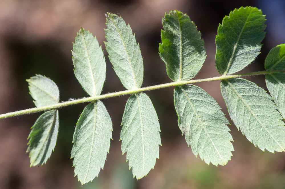 Sorbus domestica L. ou Sorbier ou encore Cormier. Ses feuilles sont dentées sur les deux tiers supérieurs, contrairement à celles du sorbier qui le sont complètement, pubescentes-tomenteuses en dessous, à la fin glabres