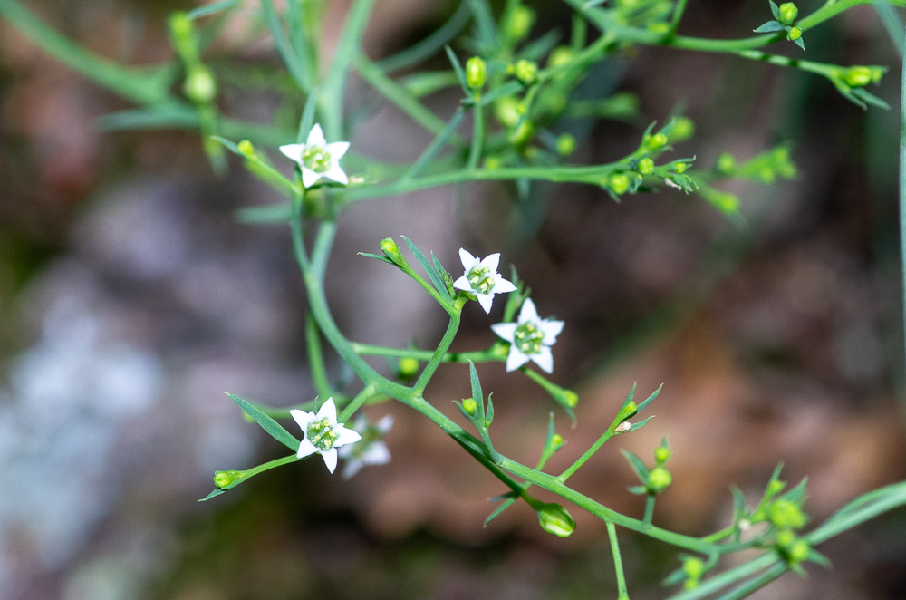 Thesium humifusum subsp. divaricatum (Jan ex Mert. & W.D.J.Koch) Bonnier & Layens ou Thésium divariqué. Plante vivace de 20-50 cm, glabre, à souche épaisse et ligneuse. Tiges dressées ou ascendantes, raides, striées-anguleuses, très rameuses. Feuilles linéaires, larges de 1-2 mm, uninervées, fleurs en panicule pyramidale large, à rameaux longs, divariqués, lisses, pluriflores, périanthe fructifère 3 fois plus court que le fruit, à 5 lobes, 5 étamines. Fruit petit, oblong, finement strié, 2-3 fois plus long que son pédicelle.