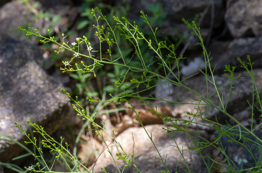 Thesium humifusum subsp. divaricatum (Jan ex Mert. & W.D.J.Koch) Bonnier & Layens ou Thésium divariqué. Plante vivace de 20-50 cm, glabre, à souche épaisse et ligneuse. Tiges dressées ou ascendantes, raides, striées-anguleuses, très rameuses. Feuilles linéaires, larges de 1-2 mm, uninervées, fleurs en panicule pyramidale large, à rameaux longs, divariqués, lisses, pluriflores, périanthe fructifère 3 fois plus court que le fruit, à 5 lobes, 5 étamines. Fruit petit, oblong, finement strié, 2-3 fois plus long que son pédicelle.