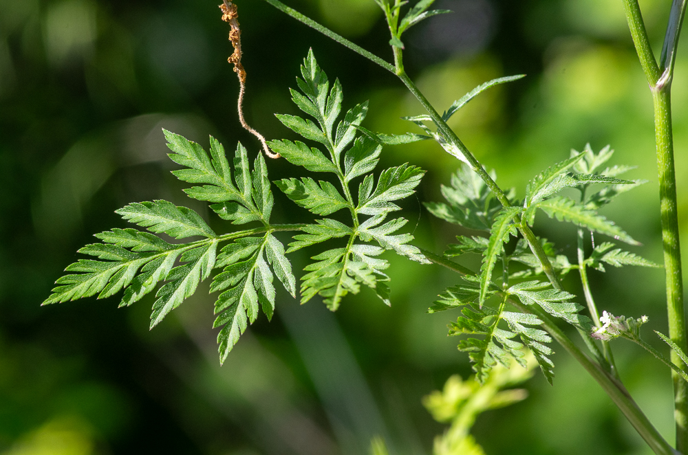 Torilis arvensis (Huds.) Link ou Torilis des champs. Les feuilles sont finement divisées, triangulaires en contour, avec des segments étroits et dentés, donnant un aspect plumeux caractéristique. Native d'Europe et d'Asie occidentale, elle colonise naturellement les champs cultivés, les jachères et les terrains rudéralisés.