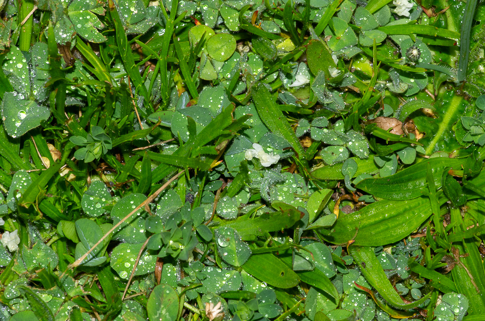 Trifolium subterraneum L. ou Trèfle souterrain. Il présente une caractéristique amusante : ses fleurs petites, blanchâtres, réfléchies, les fertiles 2-5 en têtes lâches, pédonculées, écartées, axillaires, s'enfoncent dans le sol après la floraison.