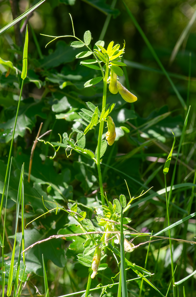 Vicia hybrida L. ou Vesce bâtarde. Plante annuelle de 20-50 cm, velue-hérissée, grimpante. Ses feuilles ont 4-8 paires de folioles obovales ou oblongues, tronquées ou échancrées, vrilles rameuses