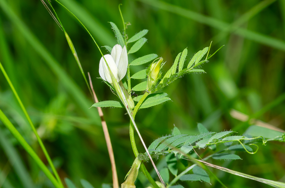Vicia hybrida L. ou Vesce bâtarde. Fleurs jaunâtres, grandes, axillaires, solitaires, subsessiles, calice hérissé, en cloche, à dents peu inégales, dressées, plus courtes que le tube, étendard velu en dehors jusqu'à la base 