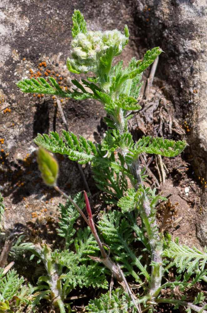 Achillea odorata L. ou Achillée odorante. Les feuilles sont d'un vert grisâtre, pubescentes, à contour oblong, les inférieures et celles des rosettes pétiolées, bipennatiséquées, les caulinaires sessiles, petites, les capitules petits, en corymbe subglobuleux, compact, les fleurs sont d'un blanc sale ou un peu jaunâtre, à ligules courtes. Fréquente les côteaux, bords des chemins de la région méditerranéenne, des Alpes-Maritimes aux Pyrénées-Orientales, remonte dans les Hautes-Alpes, l'Ardèche, la Drôme, la Lozère.