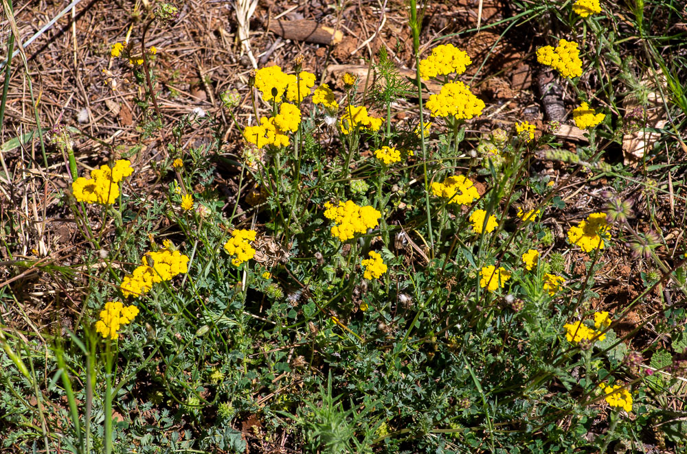 Achillea tomentosa L. ou Achillée tomenteuse. Plante vivace à souche émettant des rejets feuilles, tiges de 8-25 cm, dressées ou ascendantes, grêles, simples, velues. 
Les capitules sont petits, 2-3 mm de diamètre, ovoïdes, en petit corymbe compact, terminal et les fleurs  sont d'un jaune vif.
