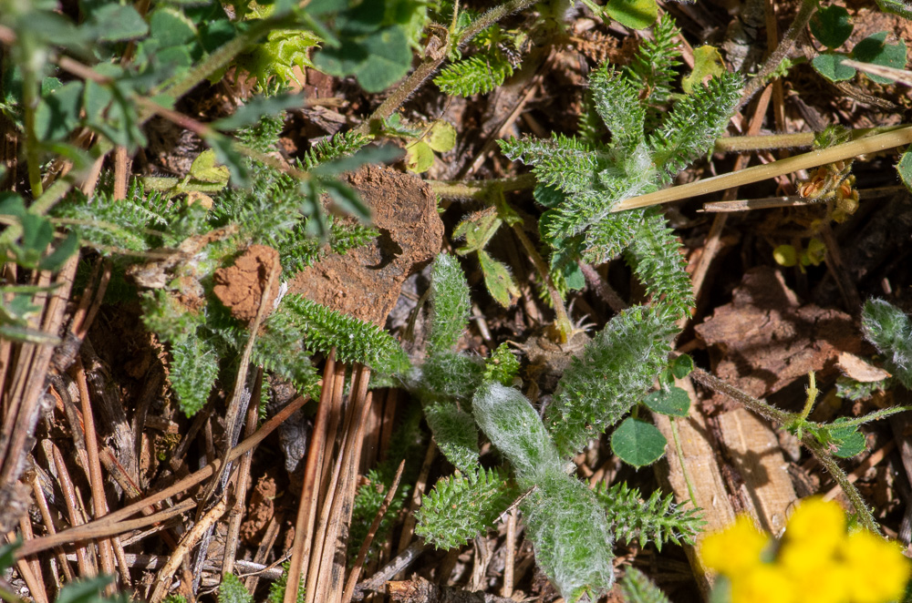 Achillea tomentosa L. ou Achillée tomenteuse. Ses feuilles sont d'un vert blanchâtre, velues ou presque tomenteuses, oblongues-linéaires, rétrécies de bas en haut, bipennatiséquées, à segments très rapprochés, à lobules presque linéaires, mucronulés. Se rencontre sur les coteaux secs du Midi et remonte jusque dans les Hautes-Alpes, l'Isère, l'Ardèche et la Drôme, la Loire, la Savoie.