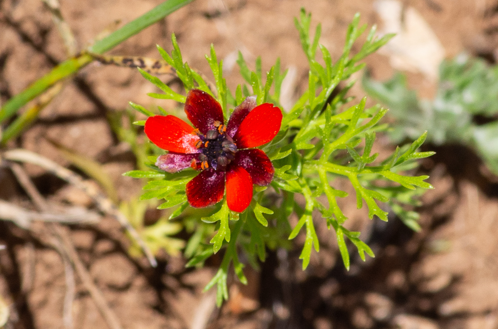 Adonis aestivalis L. ou Adonis d'été. tige de 20-40 cm, souvent simple, glabre ou pubescente à la base, feuilles multifides, fleurs rouges, rarement jaunes, sépales appliqués contre les pétales, glabres, pétales 5-10, oblongs, plans, étalés, égaux, d'un rouge clair ou jaune citron, anthères d'un violet noir. 