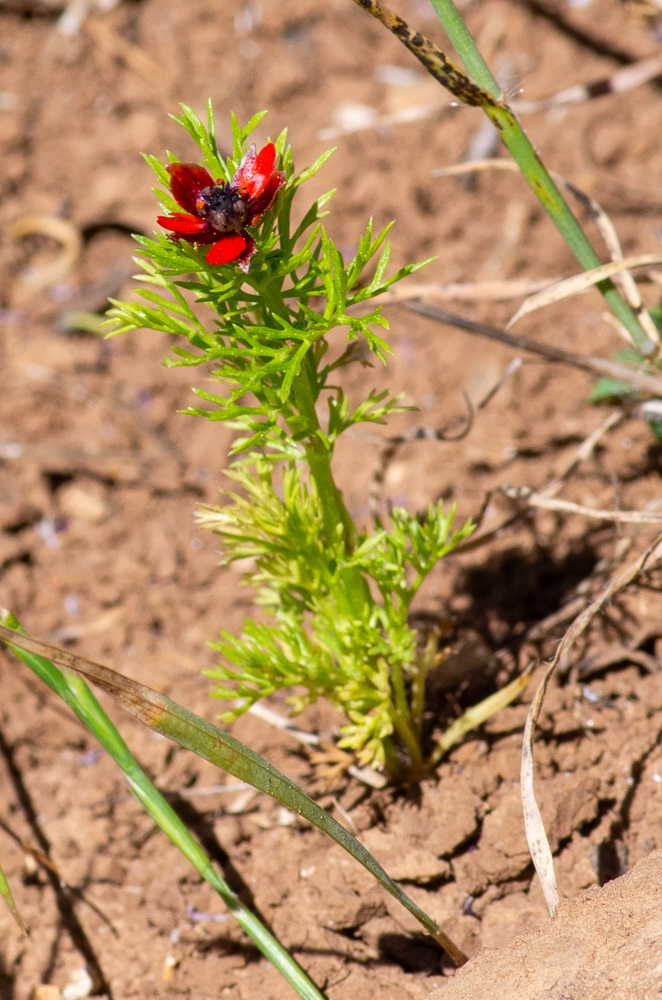Adonis aestivalis L. ou Adonis d'été. Moissons des terrains calcaires, dans toute la France, mais rare dans le midi.