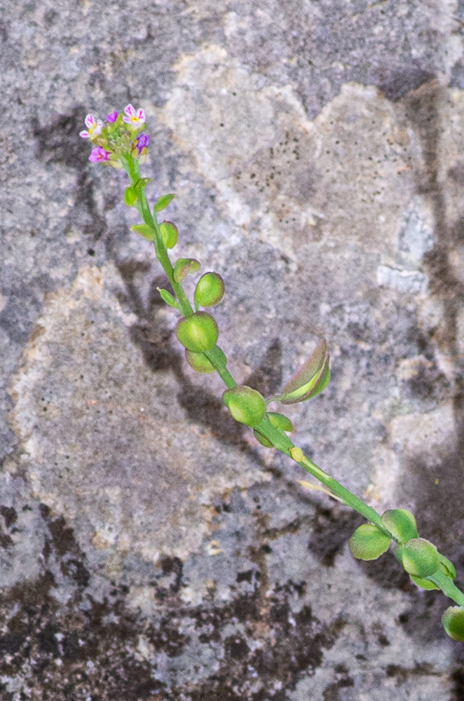 Aethionema saxatile (L.) R.Br. ou Aéthionème des rochers. Tiges de 10-30 cm, ascendantes, sous-ligneuses à la base, simples ou rameuses, très feuillées, ses feuilles sont coriaces, courtement pétiolées, les inférieures obovales, les supérieures lancéolées-aiguës. La grappe fructifère est allongée, à pédicelles étalés-arqués, plus courts que les silicules, celles-ci arrondies à la base, échancrées au sommet, à 2 loges polyspermes
