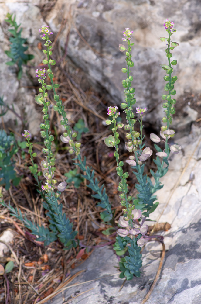 Aethionema saxatile (L.) R.Br. ou Aéthionème des rochers. Tiges de 10-30 cm, ascendantes, sous-ligneuses à la base, simples ou rameuses, très feuillées, ses feuilles sont coriaces, courtement pétiolées, les inférieures obovales, les supérieures lancéolées-aiguës. La grappe fructifère est allongée, à pédicelles étalés-arqués, plus courts que les silicules, celles-ci arrondies à la base, échancrées au sommet, à 2 loges polyspermes
