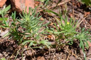 Ajuga chamaepitys (L.)Schcreb. ou Bugle petit-pin
