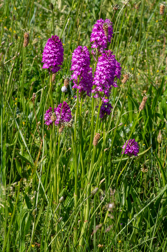 Anacamptis pyramidalis (L.) Rich. ou Orchis pyramidal.