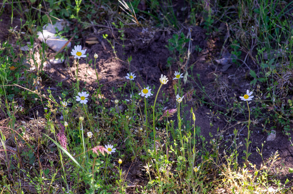 Anthemis arvensis subsp. arvensis ou Anthémis des champs. Champs, rochers, sables dans toute la France