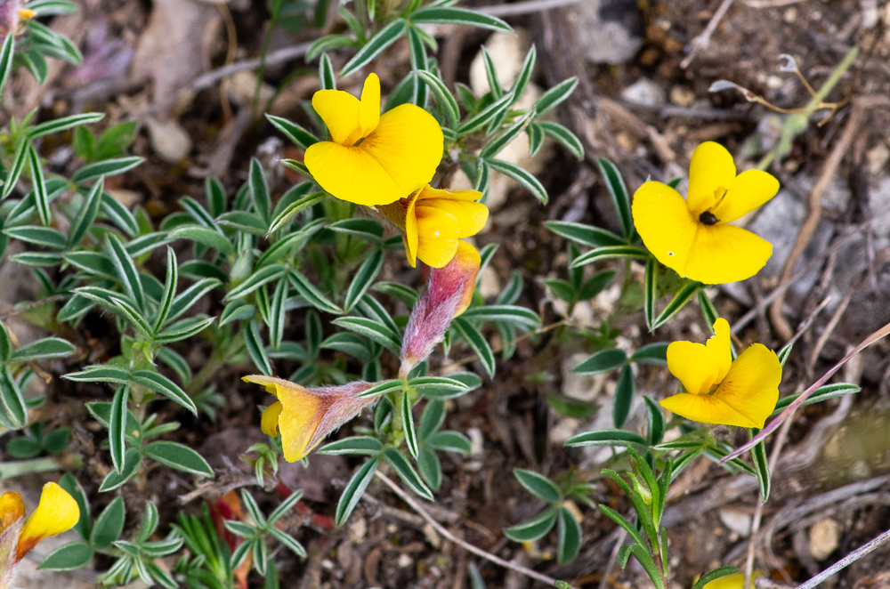 Argyrolobium zanonii (Turra) P.W.Ball ou Argyrolobe de Linné ou encore Cytise argenté.
