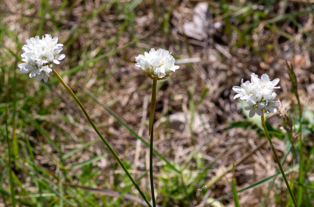 Armeria arenaria subsp. bupleuroides (Godr. & Gren.) Greuter & Burdet ou Arméria faux buplèvre. Hampes raides, élancées, gaîne longue de 2-4 cm, capitule subglobuleux, très dense, large de 12-15 mm, fleurs blanches.  Pelouses sablonneuses ou rocailleuses du Midi.