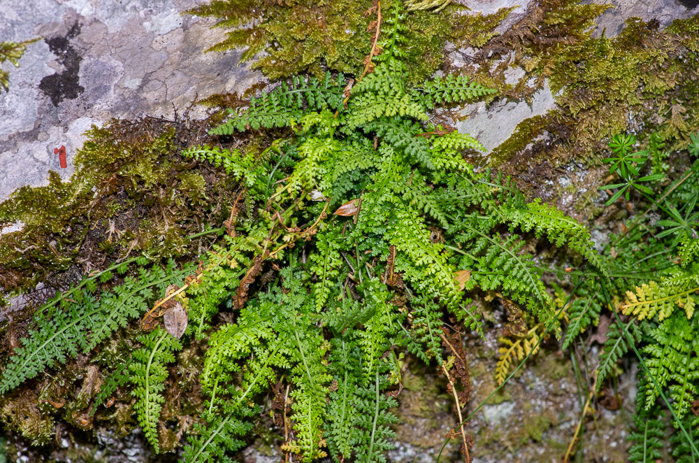 Asplenium fontanum (L.) Bernh. ou Asplénie des fontaines. Plante vivace de 5-25 cm, glabre, à souche touffue aux feuilles d'un vert clair, à pétiole brun à la base, puis vert ainsi que le rachis, bien plus court que le limbe. Rochers calcaires des montagnes de l'Est et du Midi.