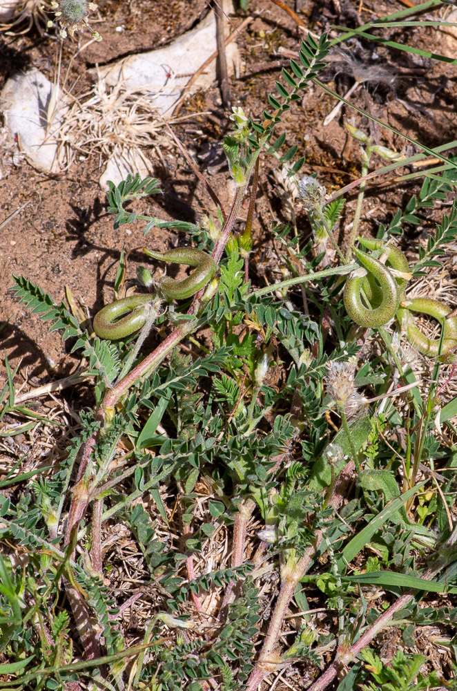Astragalus hamosus L. ou Astragale à gousses en hameçon. Plante annuelle de 20-50 cm, velue-blanchâtre, couchée ou ascendante, feuilles imparipennées, à 8-12 paires de folioles obovales ou oblongues, stipules soudées à la base, lancéolées-aiguës, fleurs d'un blanc jaunâtre, petites, dressées, 3-12 en grappes d'abord courtes et serrées, à la fin un peu allongées et lâches, pédoncules un peu plus courts que la feuille, gousses de 20-40 mm sur 3, longuement saillantes, très étalées, fortement courbées en hameçon, cylindriques, couchées-ascendantes, à bec droit, non stipitées, à la fin glabrescentes.