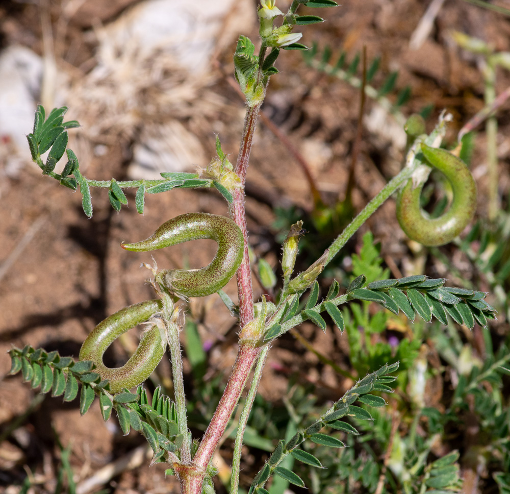 Astragalus hamosus L. ou Astragale à gousses en hameçon. Plante annuelle de 20-50 cm, velue-blanchâtre, couchée ou ascendante, feuilles imparipennées, à 8-12 paires de folioles obovales ou oblongues, stipules soudées à la base, lancéolées-aiguës, fleurs d'un blanc jaunâtre, petites, dressées, 3-12 en grappes d'abord courtes et serrées, à la fin un peu allongées et lâches, pédoncules un peu plus courts que la feuille, gousses de 20-40 mm sur 3, longuement saillantes, très étalées, fortement courbées en hameçon, cylindriques, couchées-ascendantes, à bec droit, non stipitées, à la fin glabrescentes.