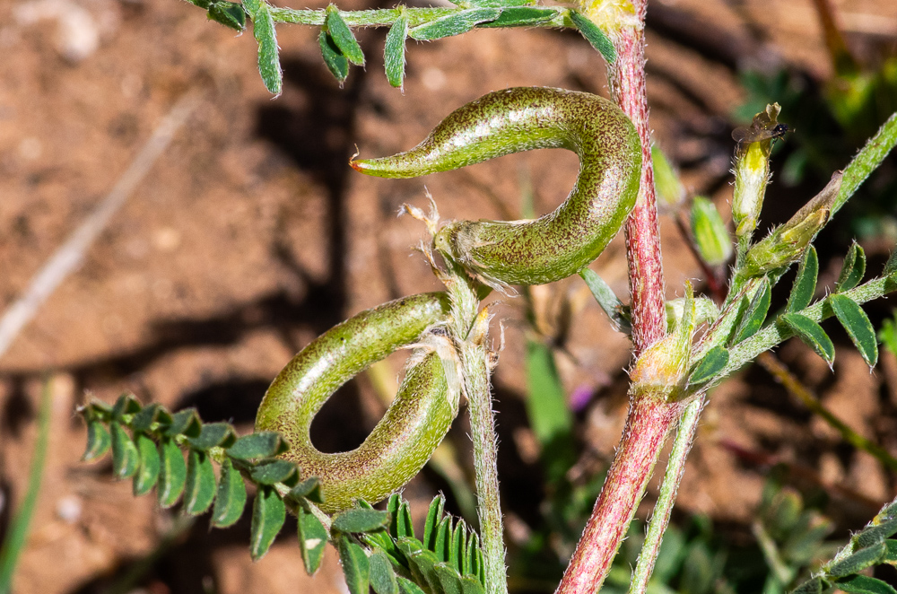 Astragalus hamosus L. ou Astragale à gousses en hameçon. Gousses de 20-40 mm sur 3, longuement saillantes, très étalées, fortement courbées en hameçon, cylindriques, couchées-ascendantes, à bec droit, non stipitées, à la fin glabrescentes.
