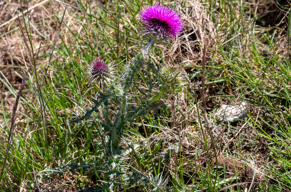 Carduus nigrescens Vill. ou Chardon noircissant. Plante bisannuelle à tige de 3-5 dm, dressée, rameuse, aranéeuse, feuillée et ailée-épineuse jusqu'au sommet ; capitules assez gros, dressés, à fleurs purpurines pâles ; involucre subglobuleux, glabre ou à peu près, à folioles toutes allongées, pourvues sur le dos d'une longue et forte nervure, linéaires-lancéolées, à pointe faiblement piquante, les moyennes et les extérieures réfléchies en dessous à partir de leur milieu.