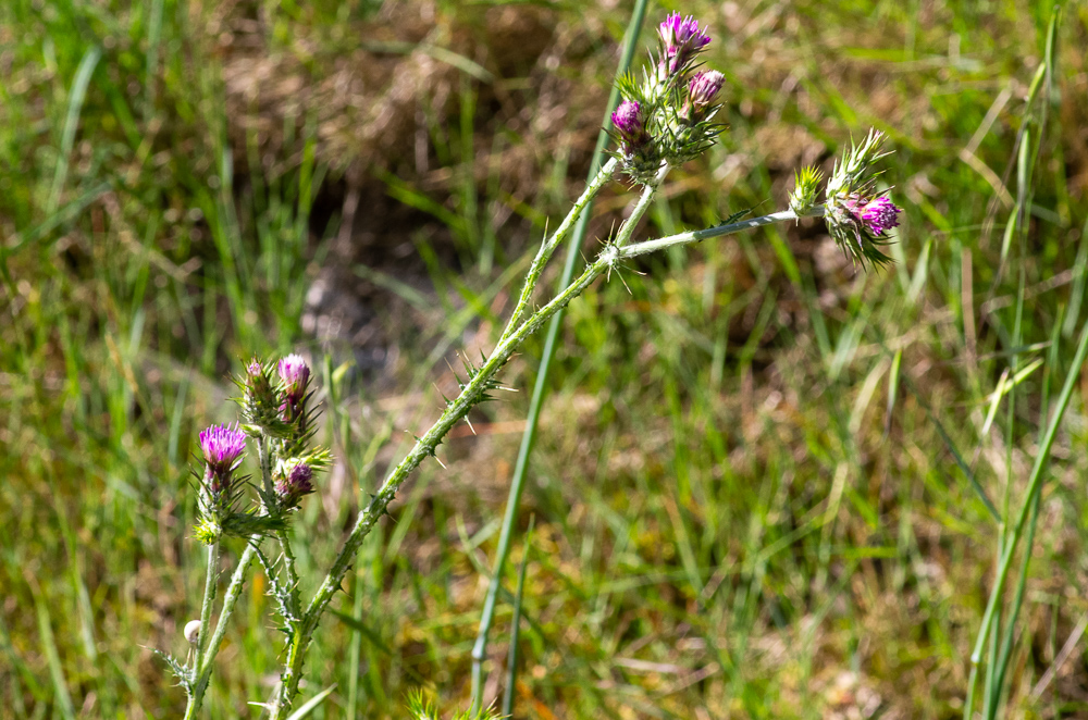 Carduus pycnocephalus L. ou Chardon à capitules denses. Tige à ailes plus étroites et interrompues, nue au sommet, pédoncules plus allongés, dépourvus d'ailes foliacées-épineuses, feuilles blanches-tomenteuses en dessous, capitules plus gros, solitaires ou agglomérés par 2-3, involucre ovoïde-oblong, subcylindrique à folioles plus longuement atténuées-épineuses, les intérieures plus courtes que les fleurs purpurines. 