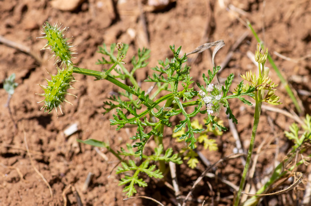 Caucalis platycarpos L. ou Caucalis à feuilles de carotte. Plante annuelle de 10-40 cm, glabre ou à poils rares et étalés, hispide à la base, feuilles assez grandes, bi-tripennatiséquées, à lobes courts, rapprochés,  fleurs blanches ou rosées, en ombelles pédonculées à 2-4 rayons robustes, involucelle à folioles inégales, hispides, calice à dents lancéolées, subobtuses, styles égalant le stylopode conique, fruit gros (8-10 mm de long), ellipsoïde, atténué aux deux bouts, à côtes primaires munies de pointes brusquement épaissies à la base, les secondaires armées d'un seul rang d'aiguillons forts, crochus au sommet.