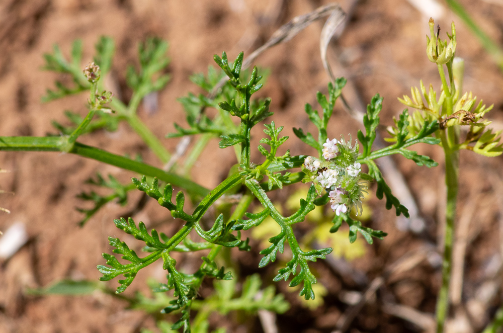 Caucalis platycarpos L. ou Caucalis à feuilles de carotte. Fleurs blanches ou rosées, en ombelles pédonculées à 2-4 rayons robustes, involucelle à folioles inégales, hispides, calice à dents lancéolées, subobtuses, styles égalant le stylopode conique