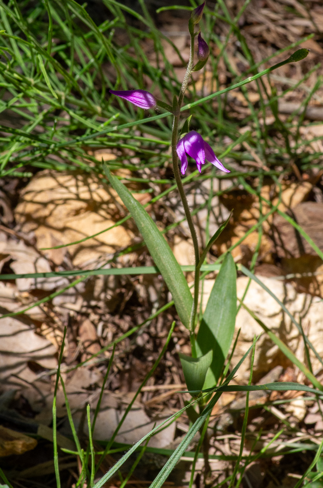 Cephalanthera rubra (L.) Rich ou Céphalanthère rouge. Cette autre Orchidée peut mesurer de 20 à 60 cm. Elle est pubescente-glanduleuse dans le haut. Ses fleurs d'un rose vif, assez grandes, 5-15 en épi lâche, les divisions du périanthe ovales-lancéolées, sont toutes acuminées, à peine plus longues que le labelle.  Elle fréquente aussi les bois et coteaux secs, dans presque toute la France.