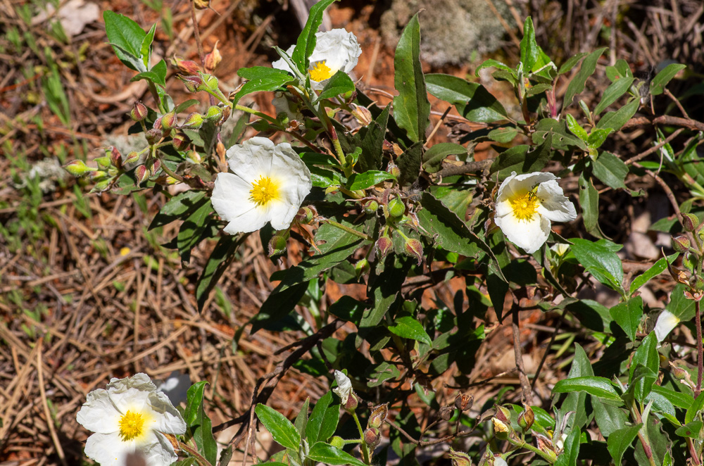 Cistus laurifolius L. ou Ciste à feuilles de Laurier
