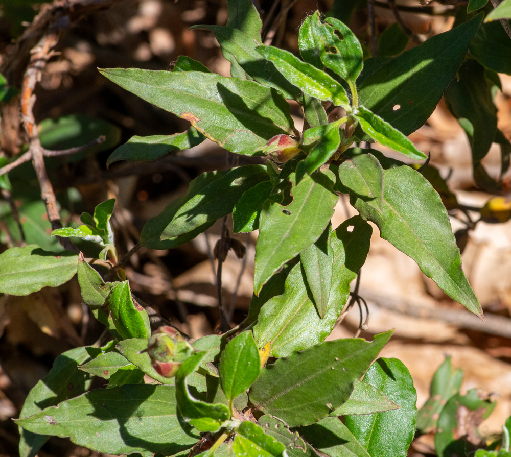 Cistus laurifolius L. ou Ciste à feuilles de Laurier