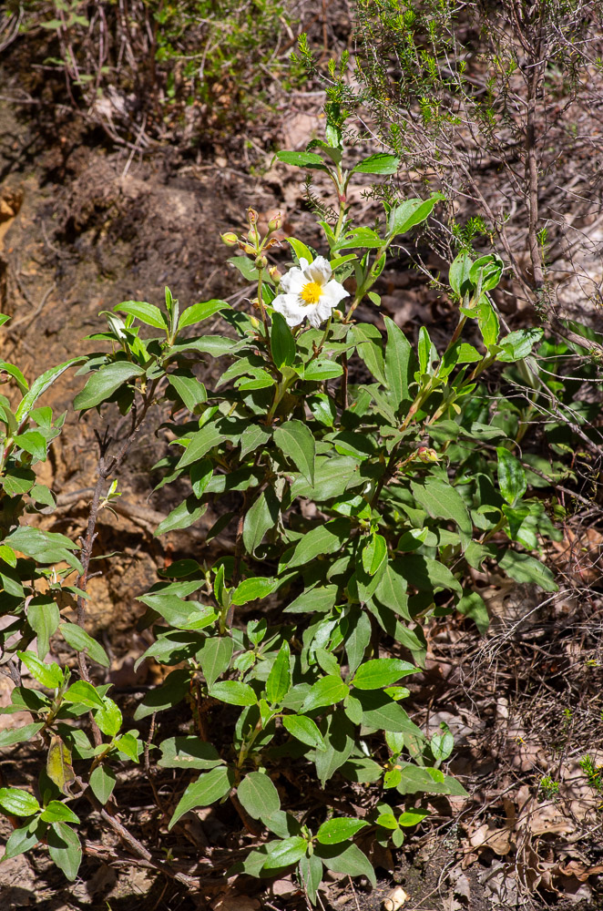 Cistus laurifolius L. ou Ciste à feuilles de Laurier