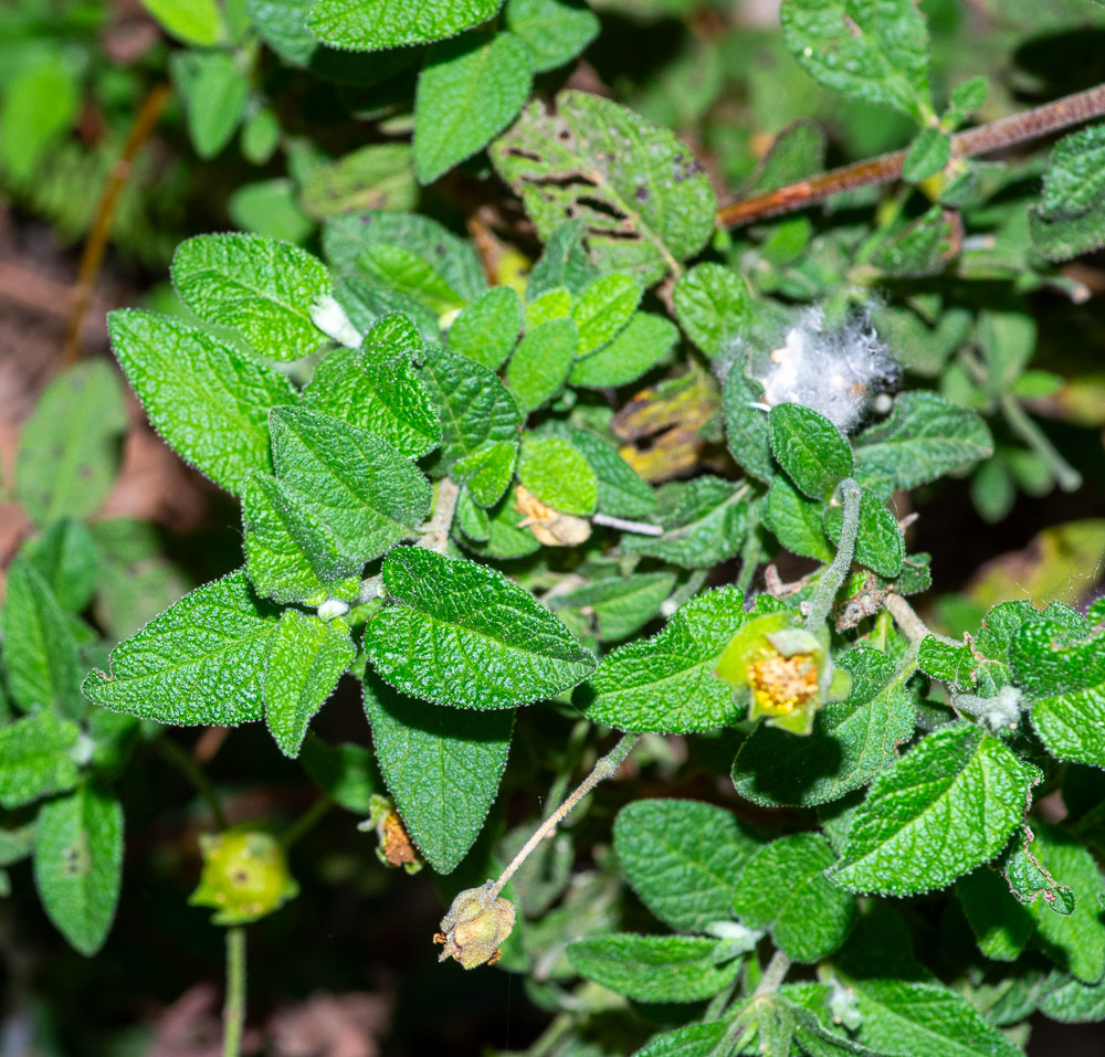 Cistus salviifolius L.Citin ou Ciste à feuilles de sauge. Sous-arbrisseau de 30-80 cm, peu odorant, vert, diffus, couvert de poils étoiles, non visqueux, feuilles courtement pétiolées, ovales ou oblongues, tomenteuses, fleurs de 4-5 cm, blanches. Bois et coteaux siliceux, dans tout le Midi.