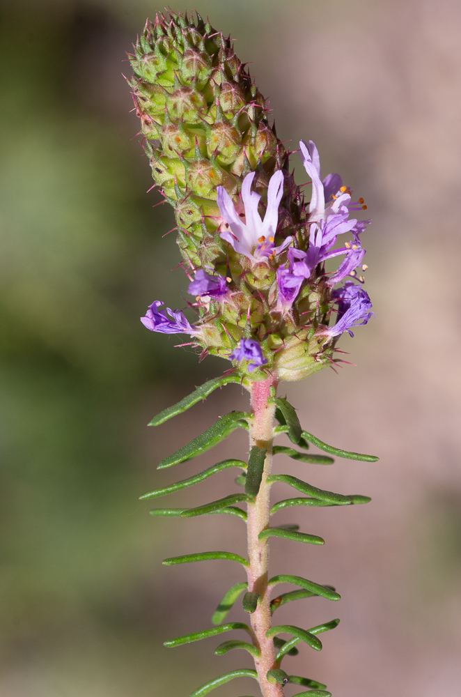 Coris monspeliensis L. ou Coris de Montpellier. Plante bisannuelle ou vivace de 10-20 cm, à tiges nombreuses, ascendantes, sous-ligneuses à la base, très feuillées, feuilles éparses, petites, linéaires-obtuses, entières, glabres, étalées ou réfléchies, fleurs d'un rose lilas, subsessiles, en épis courts et serrés,  calice en cloche, ventru, membraneux, nervé, à limbe double, l'externe à dents linéaires, spinescentes, inégales, étalées-recourbées, l'interne à 5 lobes triangulaires, inégaux, à la fin connivents, marqués d'une tache noirâtre, corolle tubuleuse-bilabiée, à 5 lobes échancrés, les 2 antérieurs plus courts, 5 étamines, inégales, capsule globuleuse, bien plus courte que le calice, à 5 valves et à 5 graines. Côteaux secs et pierreux du Midi